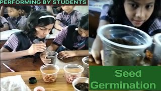 Seed Germination by Class 5th Ken Memorial School Suryapara