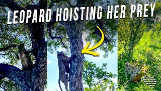 Female Leopard Hoisting Her Prey to Keep It Safe From Scavengers