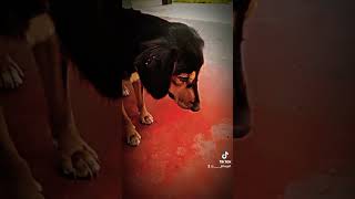 කොකෝ බබා ....♥️#foryourpage    #goldenretriever #fypシ #viralvideo #dog #subscribe #shorts #hilight