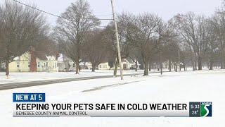 Advice for keeping pets safe when it’s cold