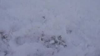 Amazing 500m Free Fall Dive into Snow