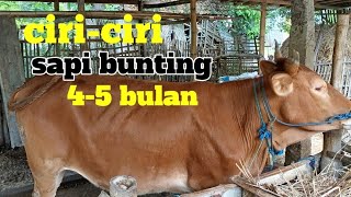 CIRI CIRI SAPI DORO BUNTING 4-5 BULAN