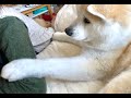 秋田犬・つばき かまって攻撃! Japanese Akita dog Tsubaki / Акита