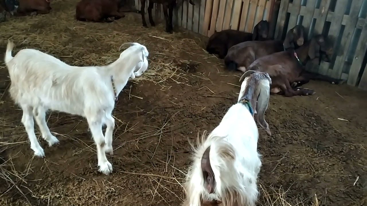 Çadırda keçi bakılır mı??? Ilk bir aylık izlenimler. ( Tavuk kümesi için fikir araniyor)
