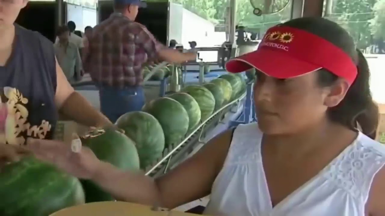 World's Largest Watermelon Farm Tons of Watermelon Growing Like This