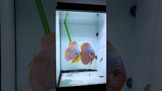 Discus Breeding Pair Heckel Cobalt First Steps