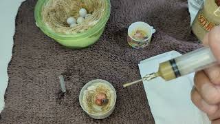Hand Feeding 1 Day Old Gouldian Finch Baby 20240327 by Nissan Tseng 4,268 views 1 month ago 5 minutes, 33 seconds
