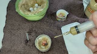 Celebrity Hand Feeding 1 Day Old Gouldian Finch Baby 20240327 Profile