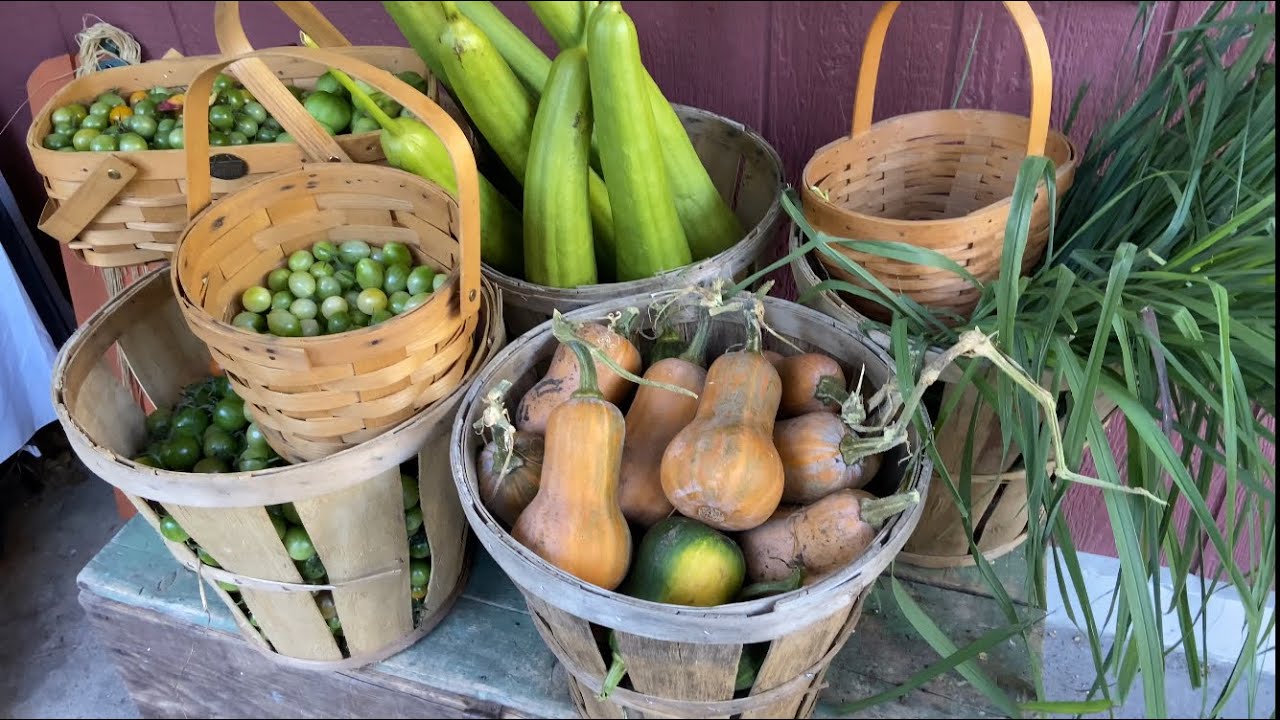 Fall Garden Tour & Harvest - YouTube
