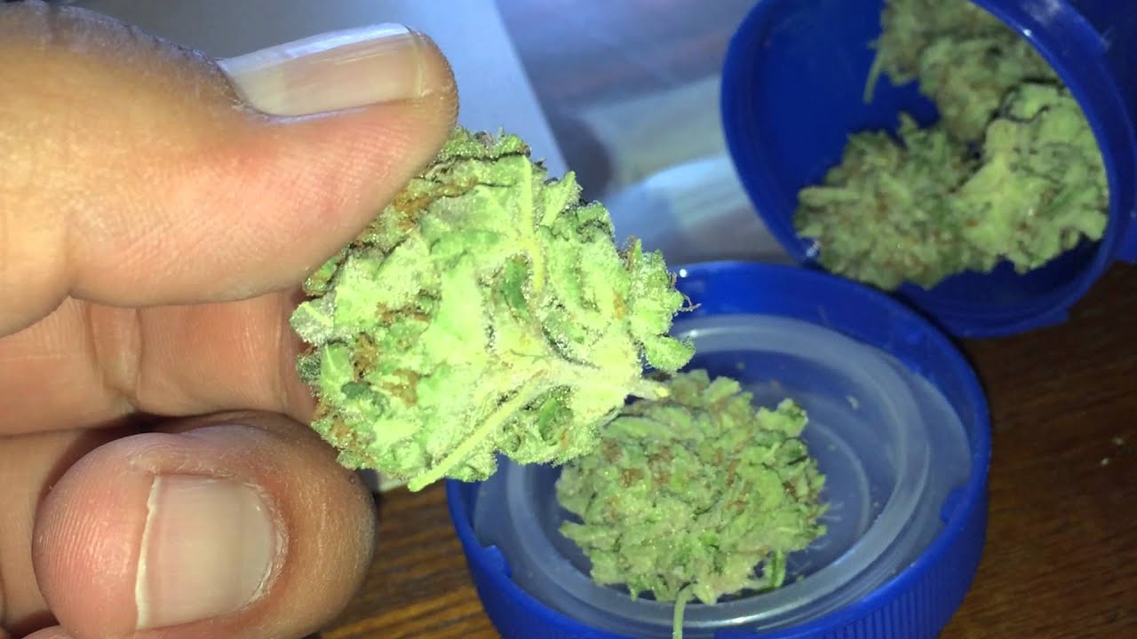 Great White Shark Cannabis Strain Review 2014 Colorado