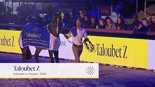 Taloubet Z - Hengstenpresentatie 2023