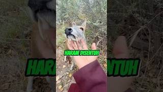 Haram Disentuh #faktaunik #sains #sainsasyik