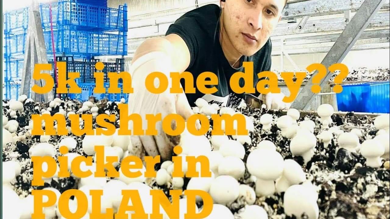 ABOUT SALARY MUSHROOM PICKER IN POLAND YouTube