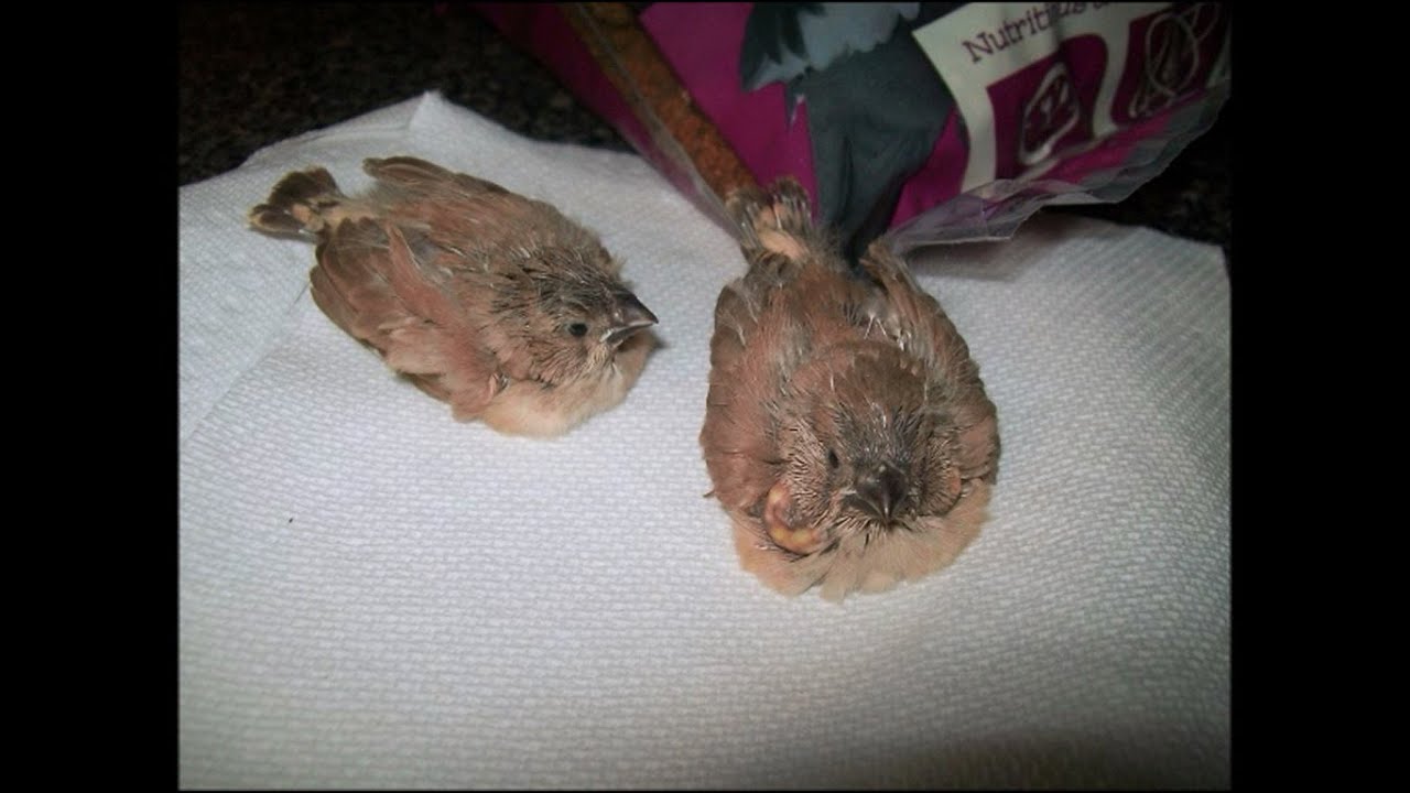 Baby Finches 5 6 weeks old +Newborn baby finch! YouTube