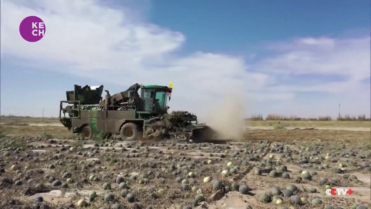 Watermelon Farming Helps Combat Desertification and Boost Incomes in China's Largest Desert