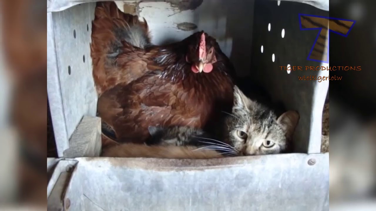 Super Funny Hilarious Farm Animals vs Pets Compilation - YouTube