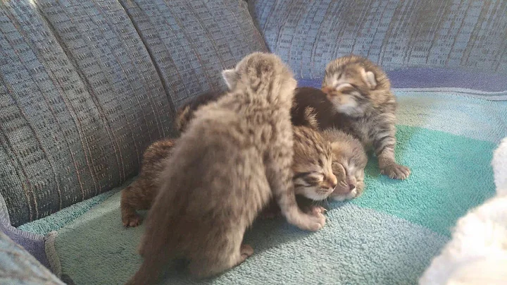 Watch the video about Wally & Ava's babies! Bengal + Persian/Ragdoll Babies!
