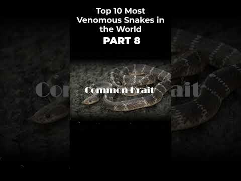 The Most Dangerous🐍 Snake In the World Common Krait #shorts