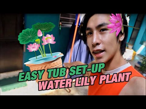 quick-and-easy-water-lily-tub-setup-for-our-guppy-fish-|-cedrick-miranda
