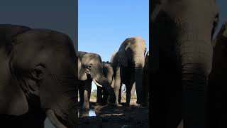 Elephants from the hide #elephants  #shorts