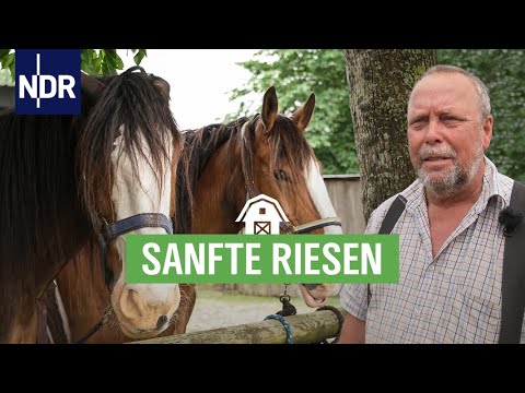 Video: Wie bekomme ich ein rabenschwarzes Shire-Pferd?