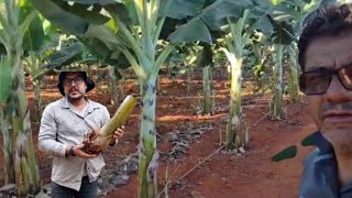 uma plantação de banana com as dicas do caipira do vale +como plantar banana