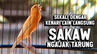 KENARI GACOR PANJANG Emosi Cuit Cuit NGEROL AMPUH utk Pancingan Kenari Paud dan Masteran Murai Batu