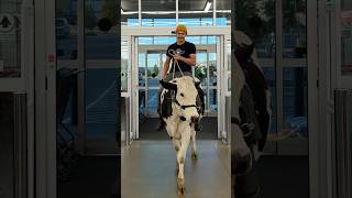 Trying To Shop At dbsupply With Buttons cow brucethecow farm animals