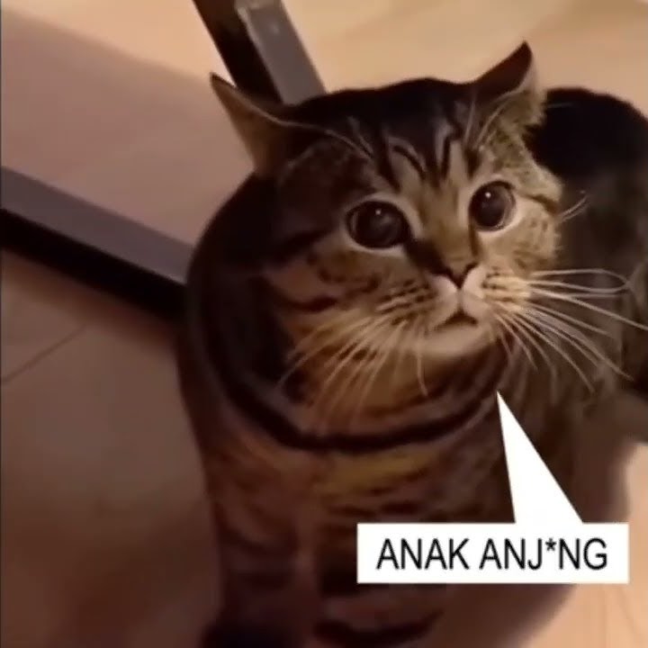 Story wa | Kamu Anak Anj*ng 😂😂🤣 #storywa #lucu #kucing