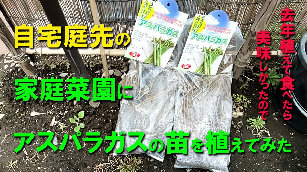 I planted two-year-old asparagus seedlings in my home garden