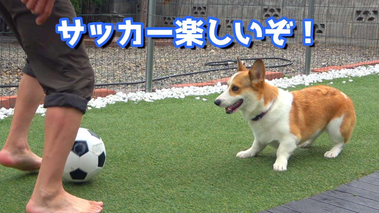Corgi playing soccer - and finishing up with Kota's meal - YouTube
