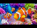 Dream Aquarium 8K - Marine Life, Sea Animals and Coral Reef - Fish Tank Sounds for Deep Sleep