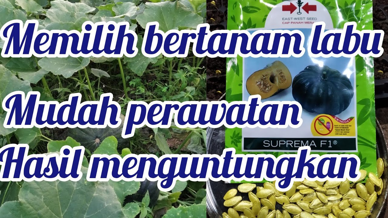 budidaya tanaman labu suprema f1