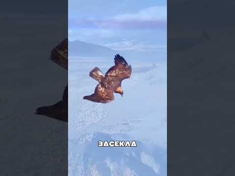 Казахский беркутчи проучил вора 😤😯🦅