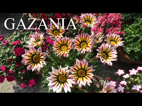 Video: Gazania flowers: photo and description, planting and care