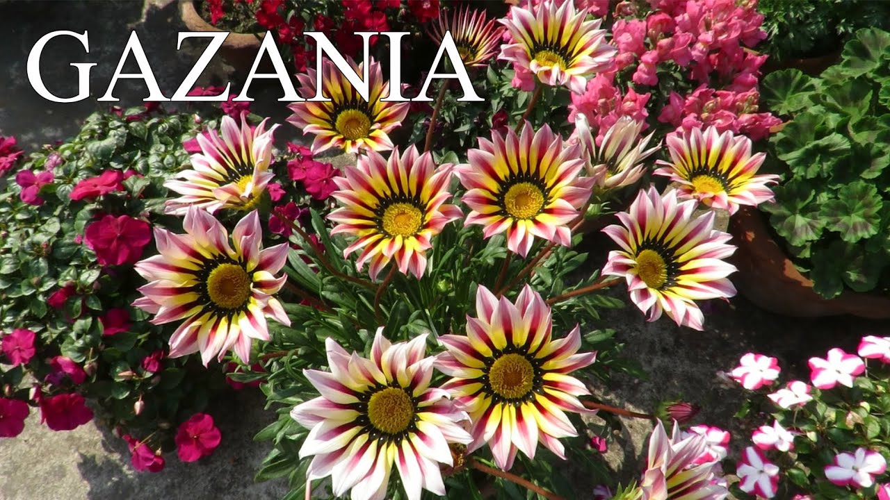 Gazania Flower Plant || Gazania Plant Care || How to Grow Gazanias ...