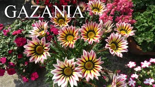 Gazania Flower Plant || Gazania Plant Care || How to Grow Gazanias Resimi