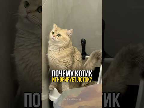 Как выбрать идеальный наполнитель для кошачьего лотка?🐈