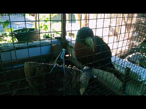 Burung Kadalan Birah,atau sintok Jawa ternyata doyan ini?!!
