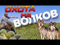 ОХОТА НА ВОЛКОВ. волки нападают.