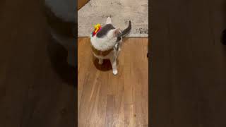 A Real Life Cat Dog A Real Life Cat Dog