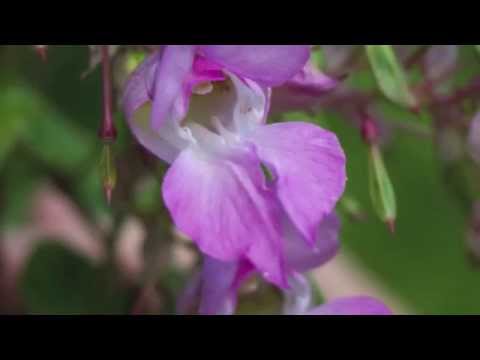 Vídeo: Impatiens Com Flores Pequenas