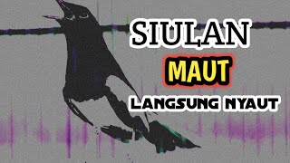 SIULAN KACER GACOR NGEPLONG AMPUH BIKIN LAWAN LANGSUNG EMOSI ‼️