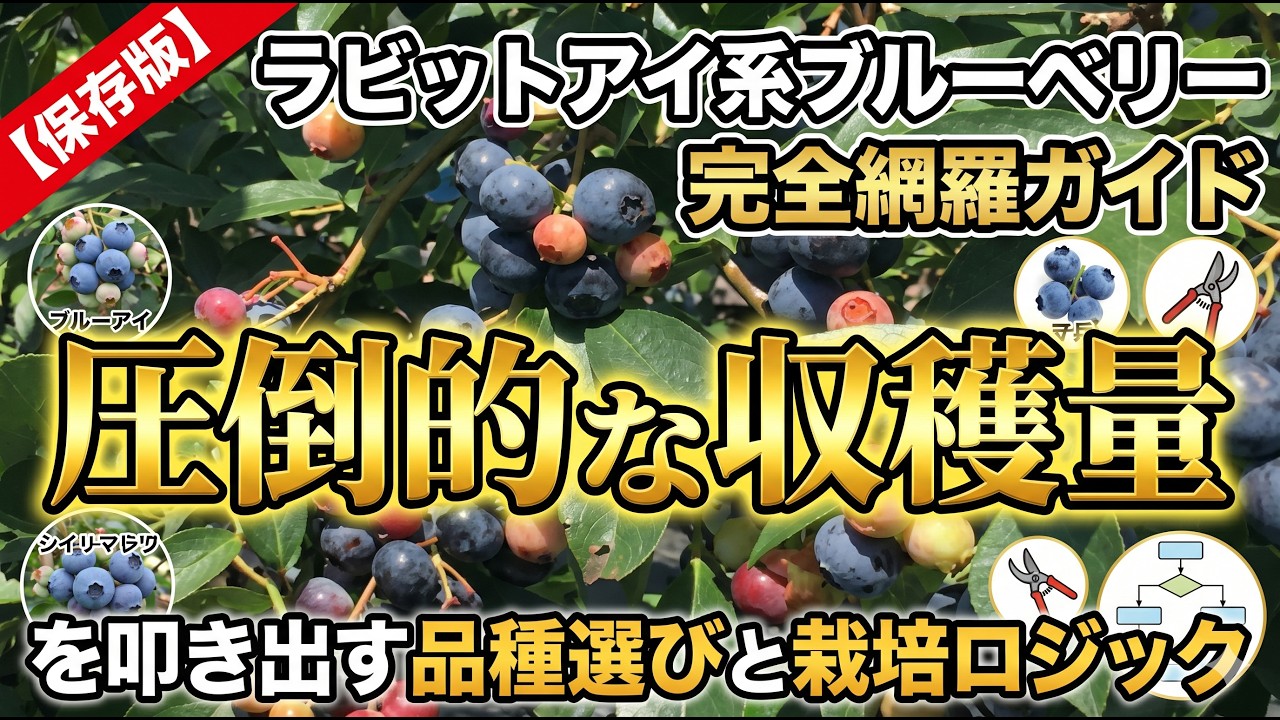 決定版】ラビットアイ系ブルーベリー完全網羅！圧倒的な収穫量を生む