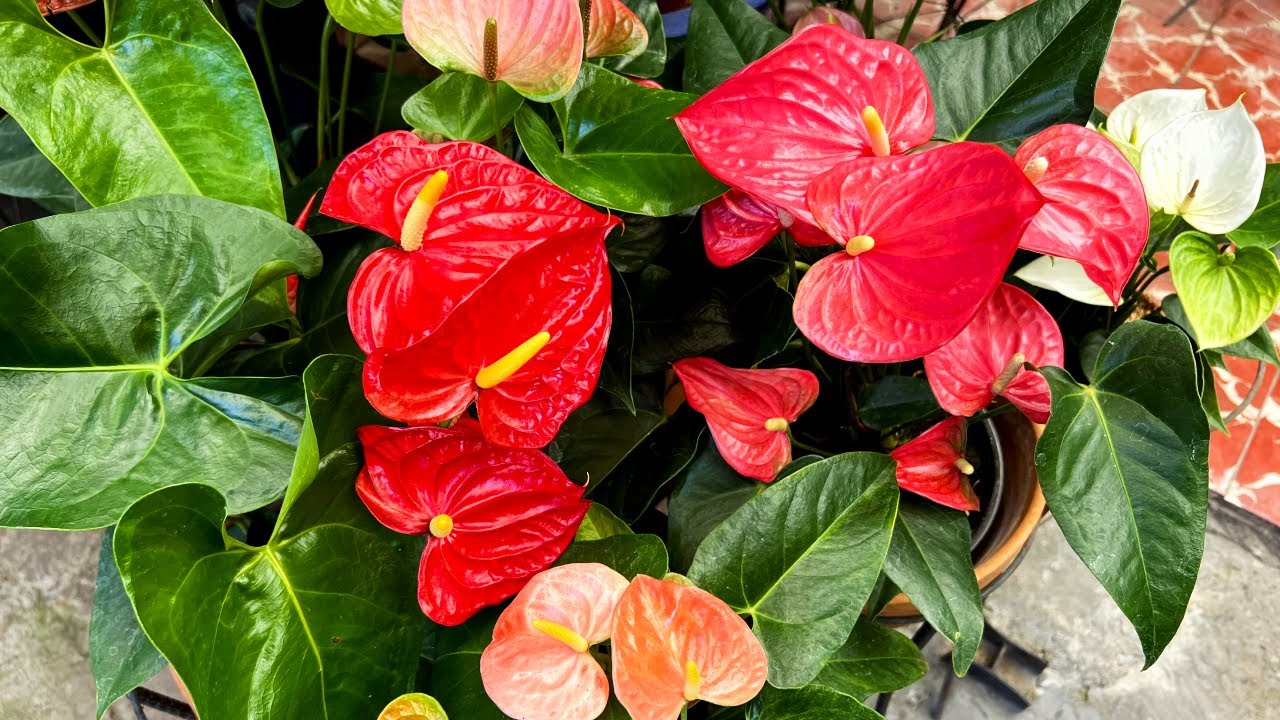 Para Anturios Sanos y Bonitos