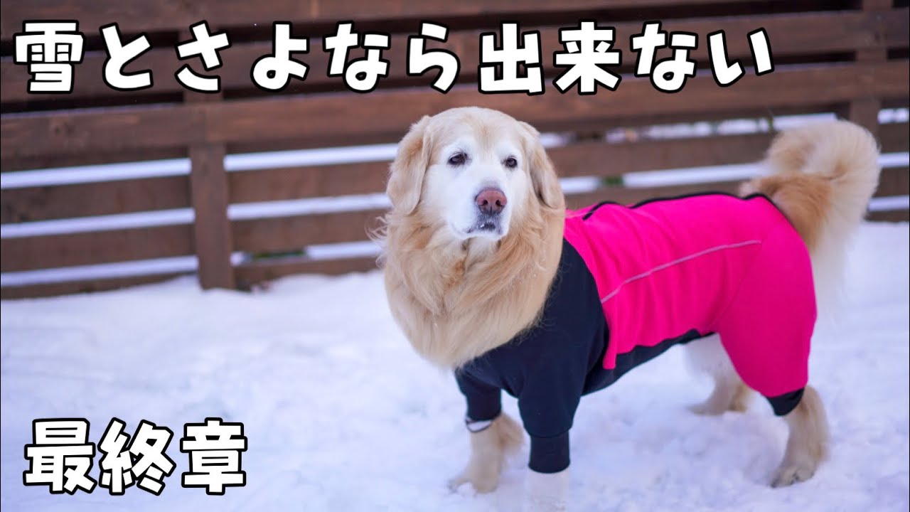 【やっぱり旅に出ます最終章】雪にさよなら出来ないゴールデンレトリバー