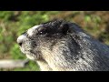 Marmot scream