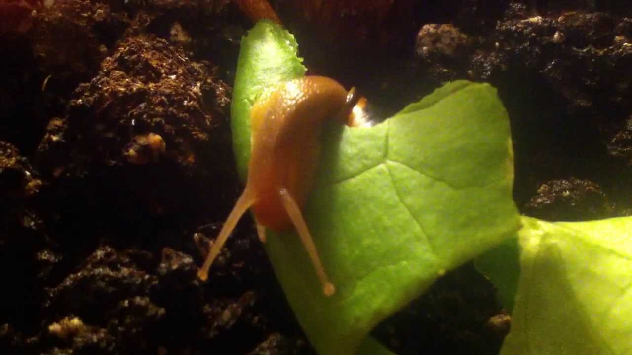 EPIC SNAIL EATING A LEAF YouTube