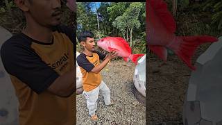 Telur dinosaurus ada ikan emas merah nya 😱😱 #trendingshorts