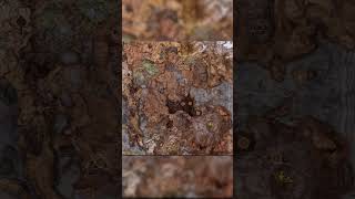 Elden Ring Shadow of the Erdtree Map Comparison #eldenring